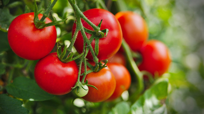 Cà chua chứa rất nhiều vitamin rất tốt cho sức khỏe