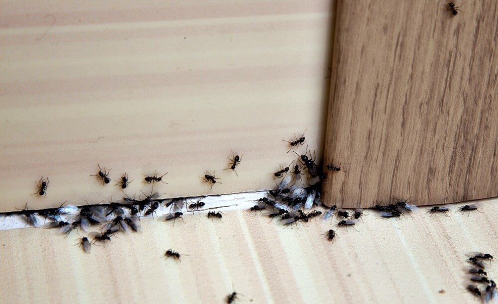 Lau sàn thường xuyên để đàn kiến không xuất hiện