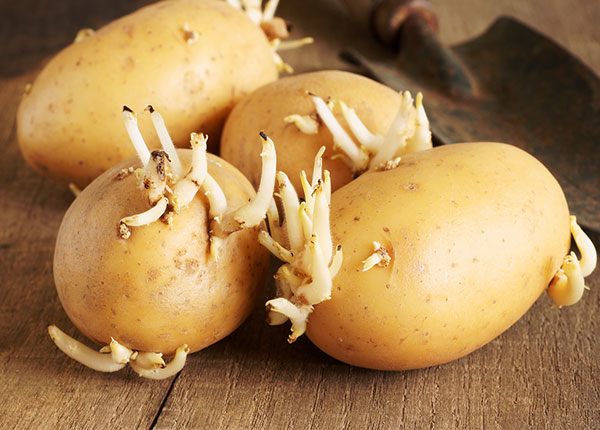 Ăn khoai tây mọc mầm có nguy cơ bị đau bụng nôn mửa